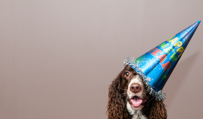 new year dog