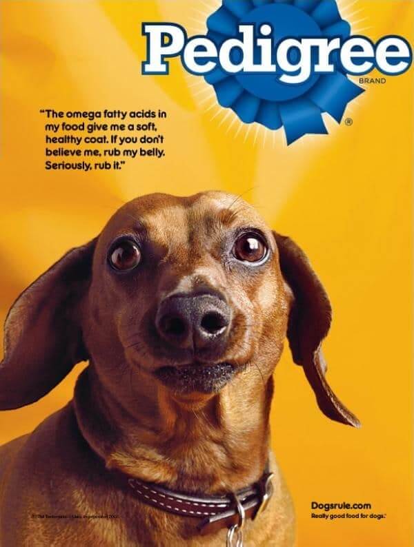 exemplo de campanha publicidade da marca Pedigree
