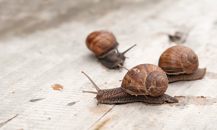 edible snail